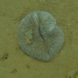 Elongate Mushroom Coral, photo 7