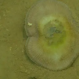 Elongate Mushroom Coral, photo 8