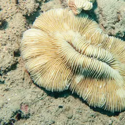 Elongate Mushroom Coral, photo 9
