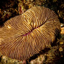 Elongate Mushroom Coral, photo 10