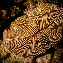 Elongate Mushroom Coral, photo 11