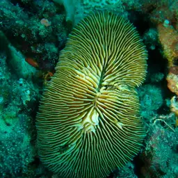 Elongate Mushroom Coral, photo 12