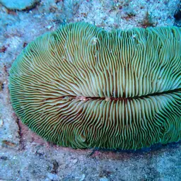 Mushroom Coral, photo 1