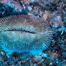 Mushroom Coral, photo 2