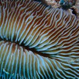 Mushroom Coral, photo 3
