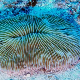 Mushroom Coral, photo 4
