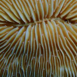 Mushroom Coral, photo 5