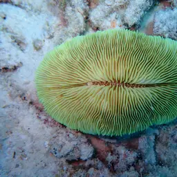 Mushroom Coral, photo 6