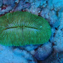 Mushroom Coral, photo 7