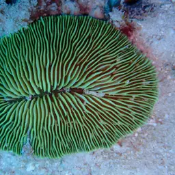 Mushroom Coral, photo 8