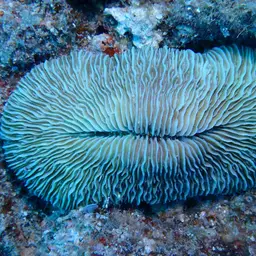 Mushroom Coral, photo 9