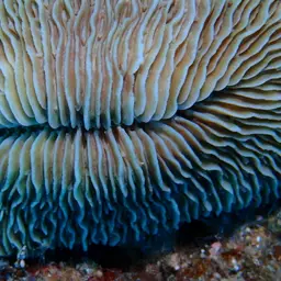 Mushroom Coral, photo 10