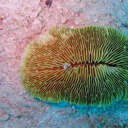 Mushroom Coral, photo 11