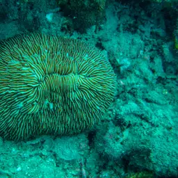 Mushroom Coral, photo 1
