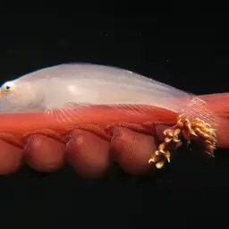 Boldingh's Ghostgoby
