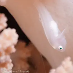Boldingh's Ghostgoby, photo 3