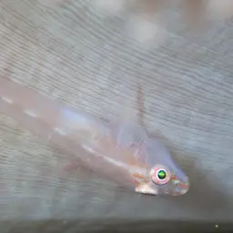 Boldingh's Ghostgoby, photo 5