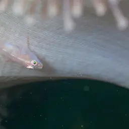 Boldingh's Ghostgoby, photo 6