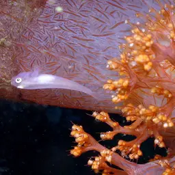 Boldingh's Ghostgoby, photo 7