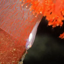 Boldingh's Ghostgoby, photo 8