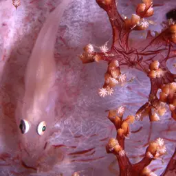 Boldingh's Ghostgoby, photo 9