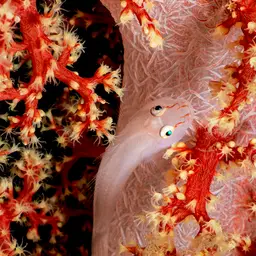 Boldingh's Ghostgoby, photo 10