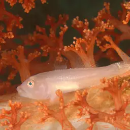 Boldingh's Ghostgoby, photo 11