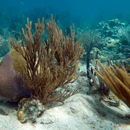 Black Sea Rod
