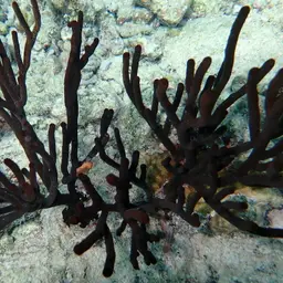 Black Sea Rod, photo 2