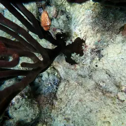 Black Sea Rod, photo 3