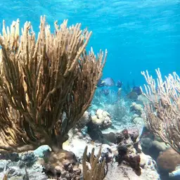 Black Sea Rod, photo 4
