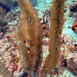 Black Sea Rod, photo 5