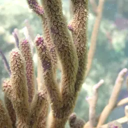 Black Sea Rod, photo 6