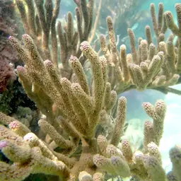 Black Sea Rod, photo 7