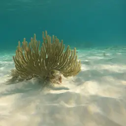 Black Sea Rod, photo 8