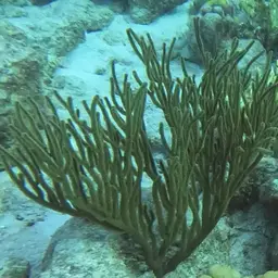 Black Sea Rod, photo 9