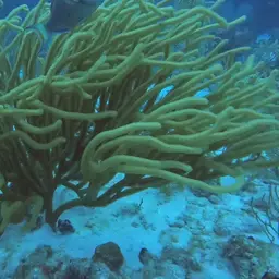 Black Sea Rod, photo 10