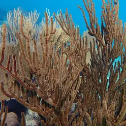 Black Sea Rod, photo 12