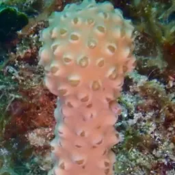 Nodding Plexaurella, photo 1