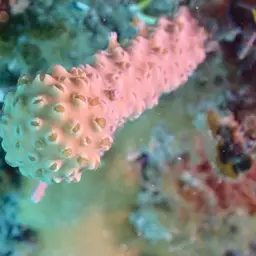 Nodding Plexaurella, photo 2