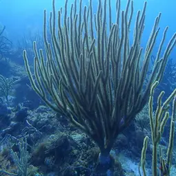 Nodding Plexaurella, photo 3