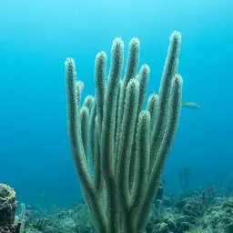 Nodding Plexaurella, photo 4
