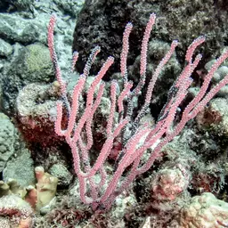 Nodding Plexaurella, photo 5