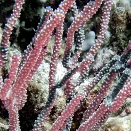 Nodding Plexaurella, photo 6
