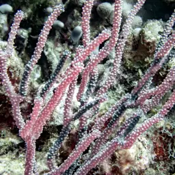 Nodding Plexaurella, photo 7