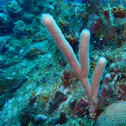 Nodding Plexaurella, photo 8