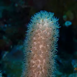 Nodding Plexaurella, photo 9