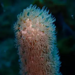 Nodding Plexaurella, photo 10