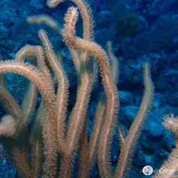 Nodding Plexaurella, photo 11