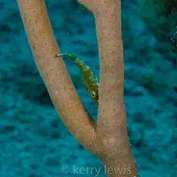Nodding Plexaurella, photo 12